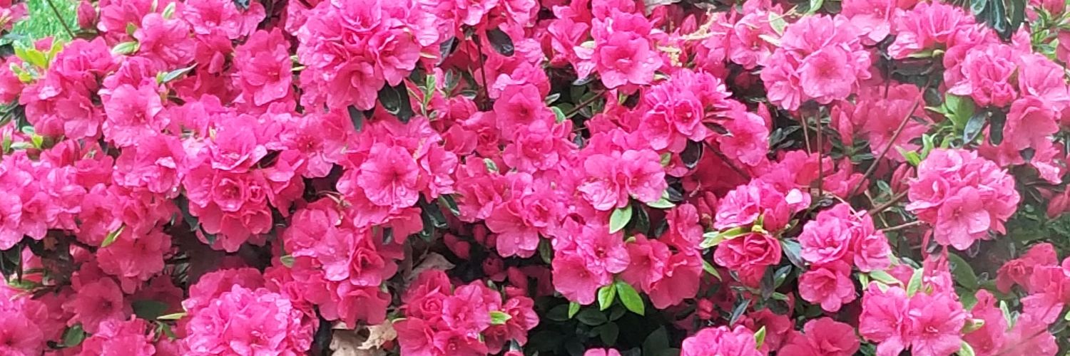 AngelaMirKay's profile banner image
