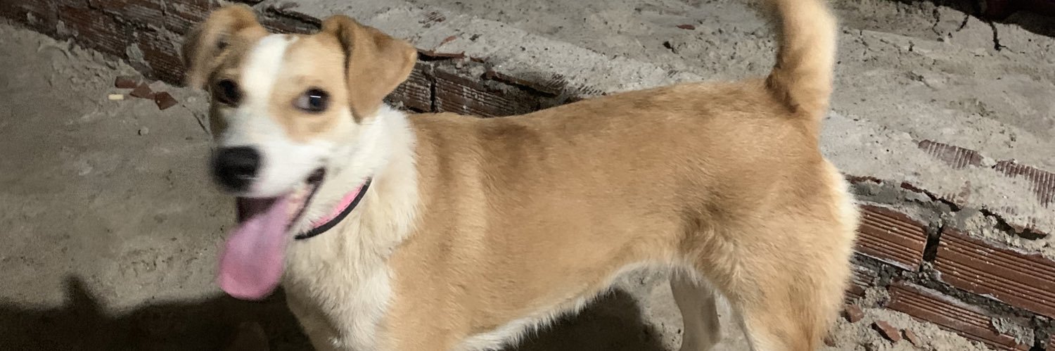 verão primaveril banner