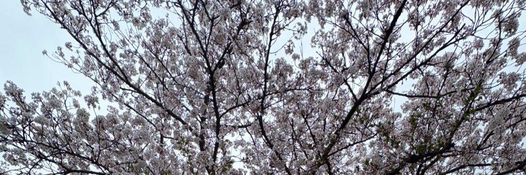 🌻すーちぁむ@まげどん🌻 banner