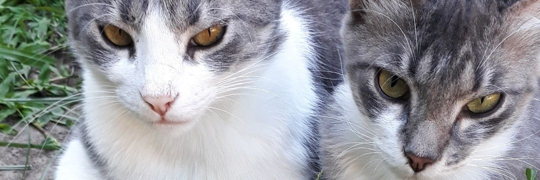 AzulMedero1's profile banner image