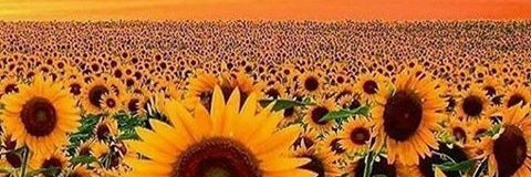 oChanTeio's profile banner image