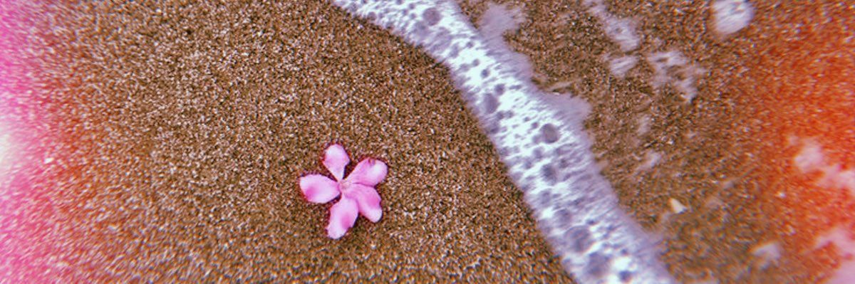 lexische's profile banner image