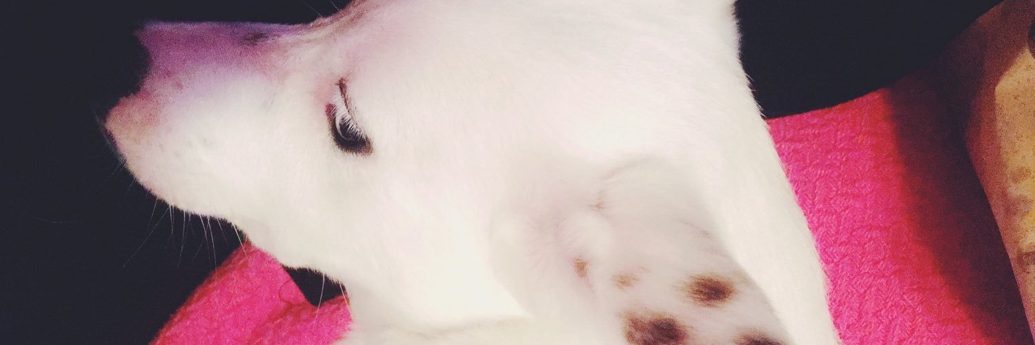 hollyhampton's profile banner image