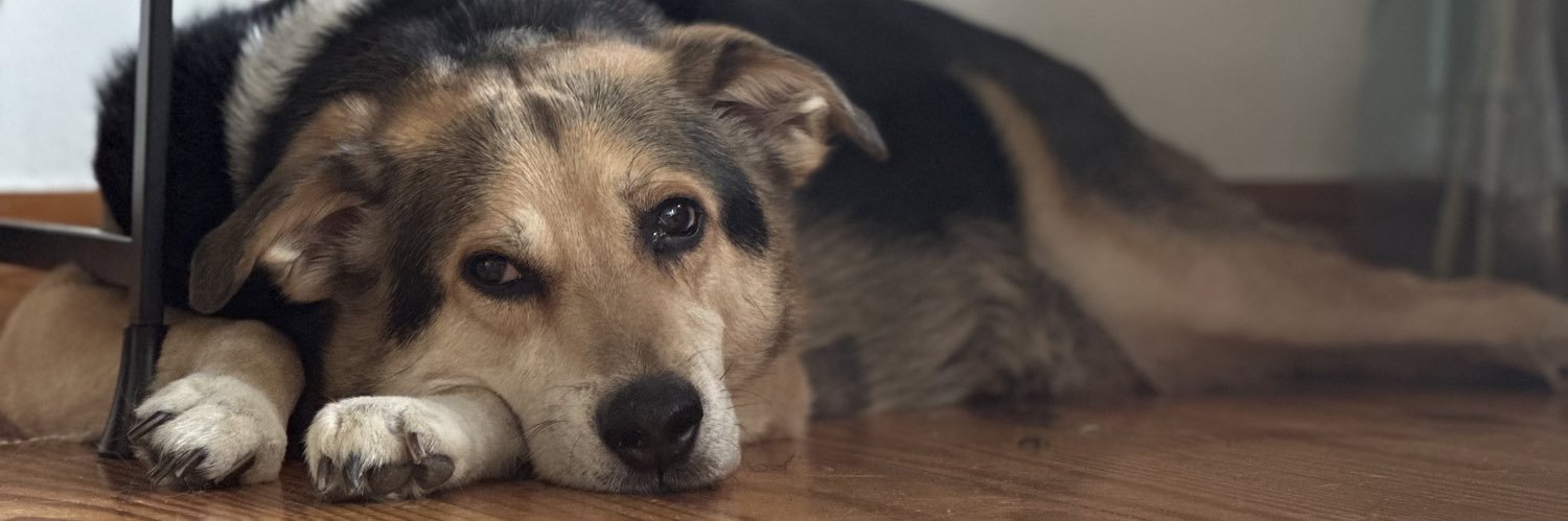 AdamHalliday4's profile banner image