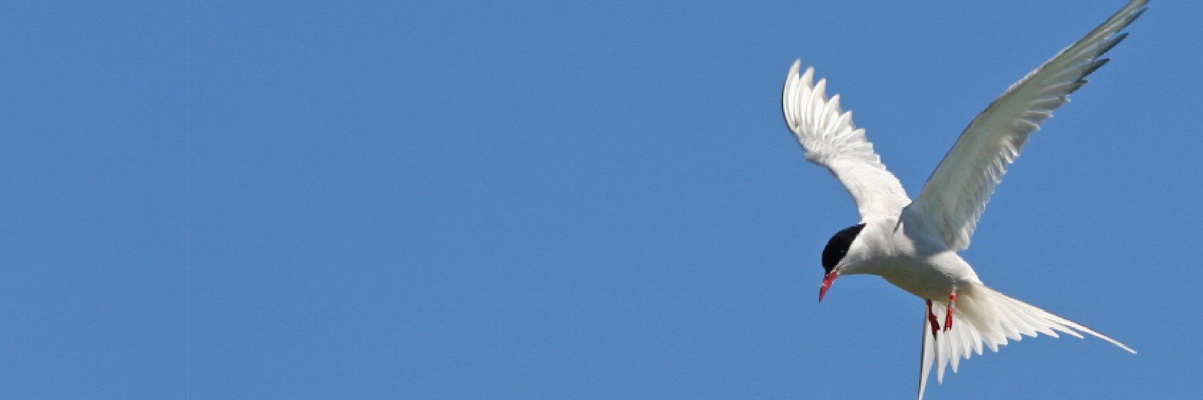 Anya M. Reading banner