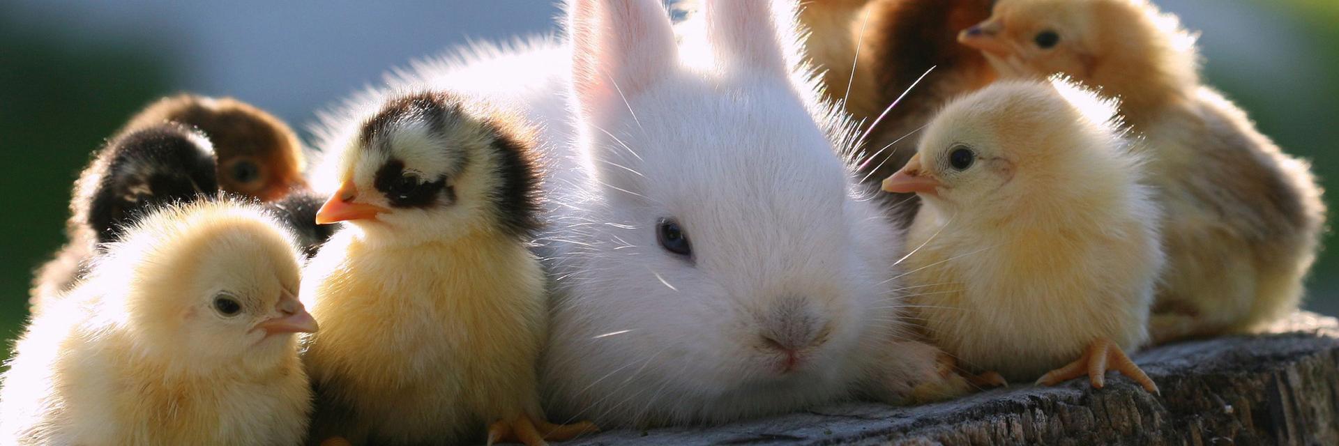 FurryCuddlyPets's profile banner image