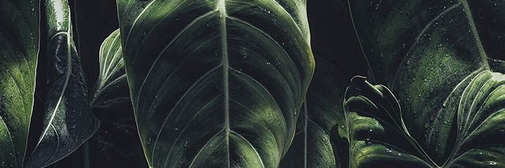 Ravit Ashkenazi banner