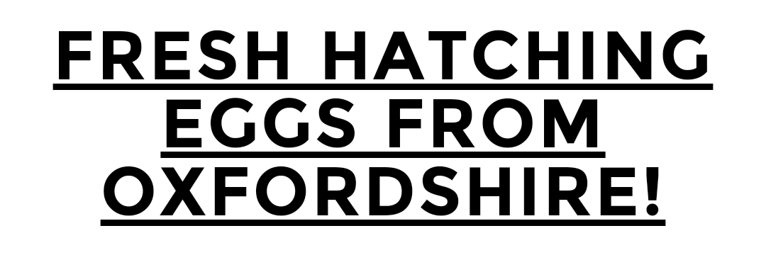 H_Hatching_eggs's profile banner image