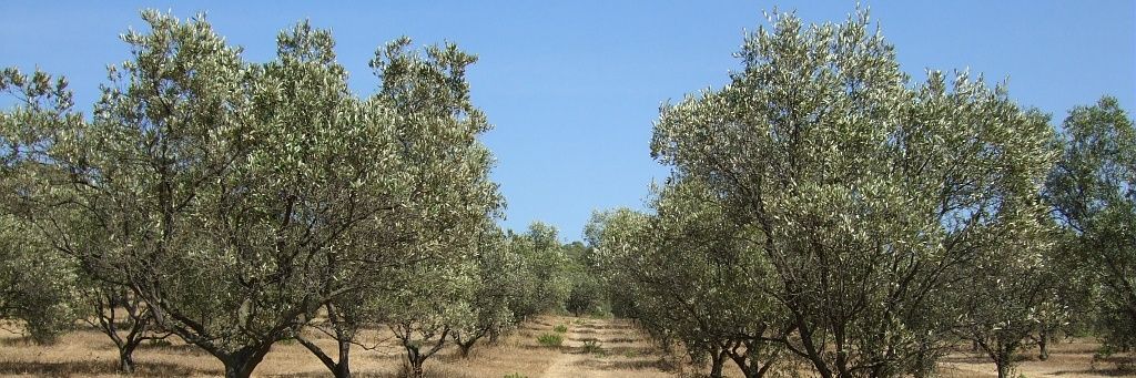 CamelBouchoucha's profile banner image