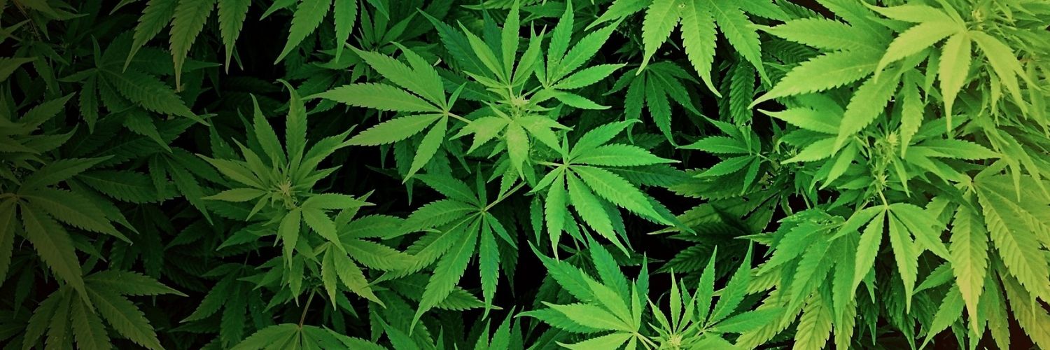 GatoGanja's profile banner image