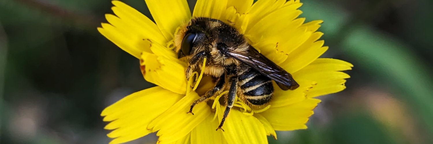 Le Pédonculé banner