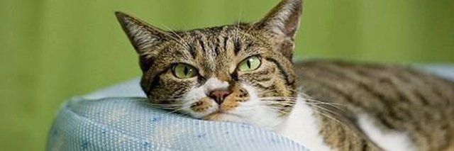 Rijrya's profile banner image