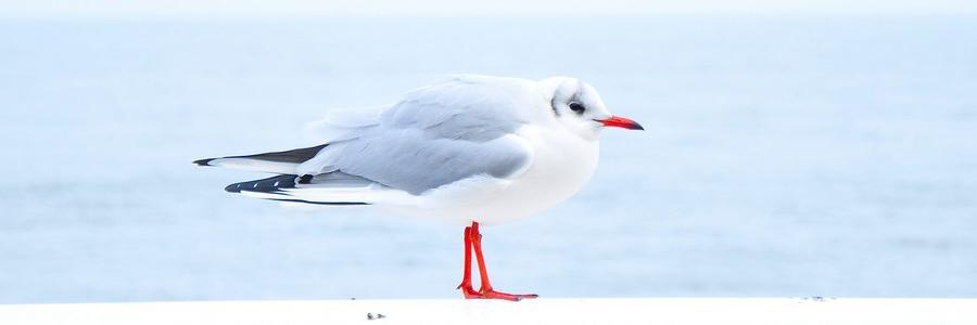 MarketeerShop's profile banner image