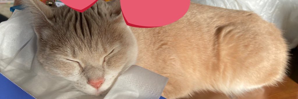 chunchunn___'s profile banner image