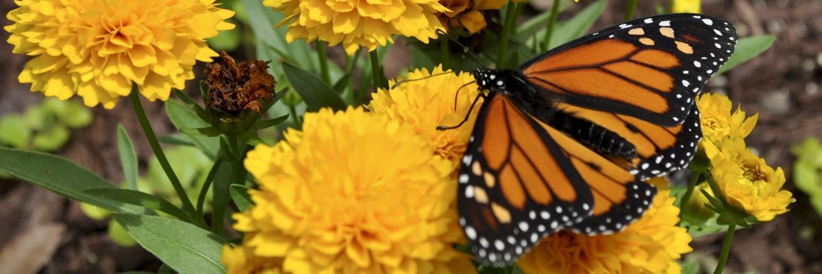 nicolems28's profile banner image