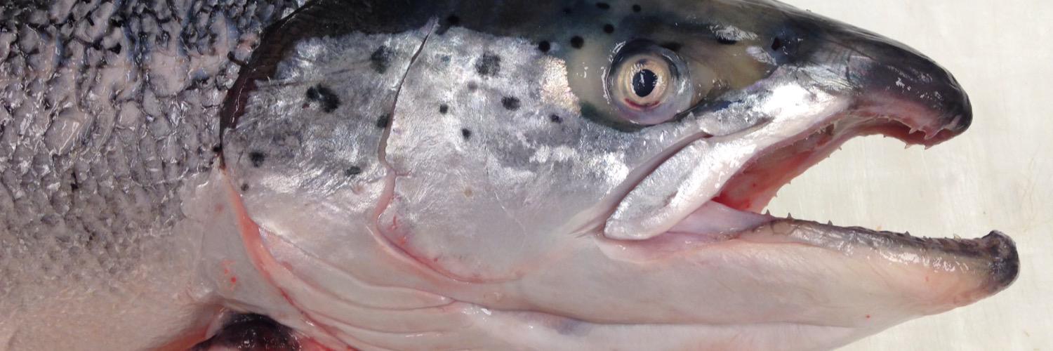 chefslechta's profile banner image