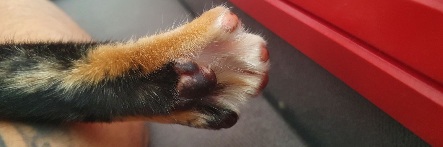 leoav's profile banner image