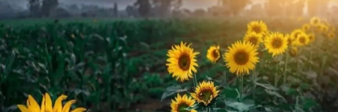 singhrashmi_22's profile banner image