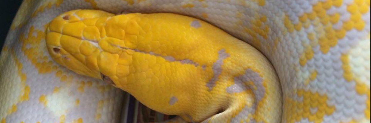 IcemanReptiles's profile banner image
