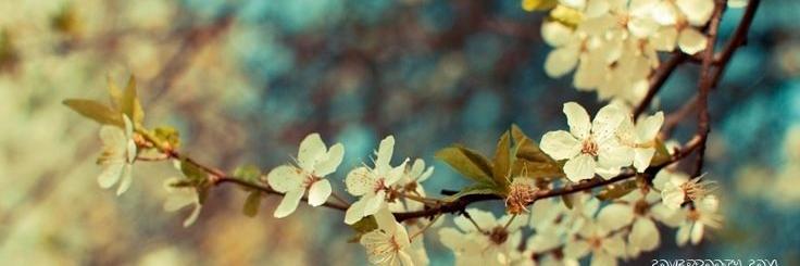 bbcolantuoni's profile banner image