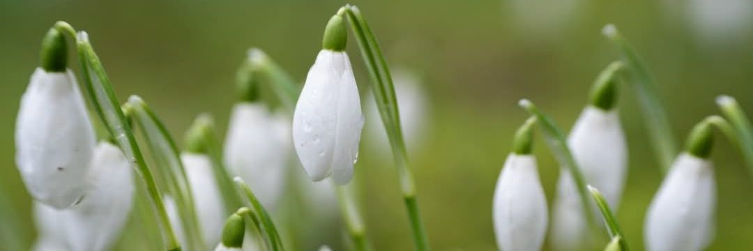 Susanna Frances banner