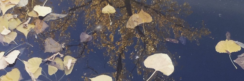 shellrae00's profile banner image