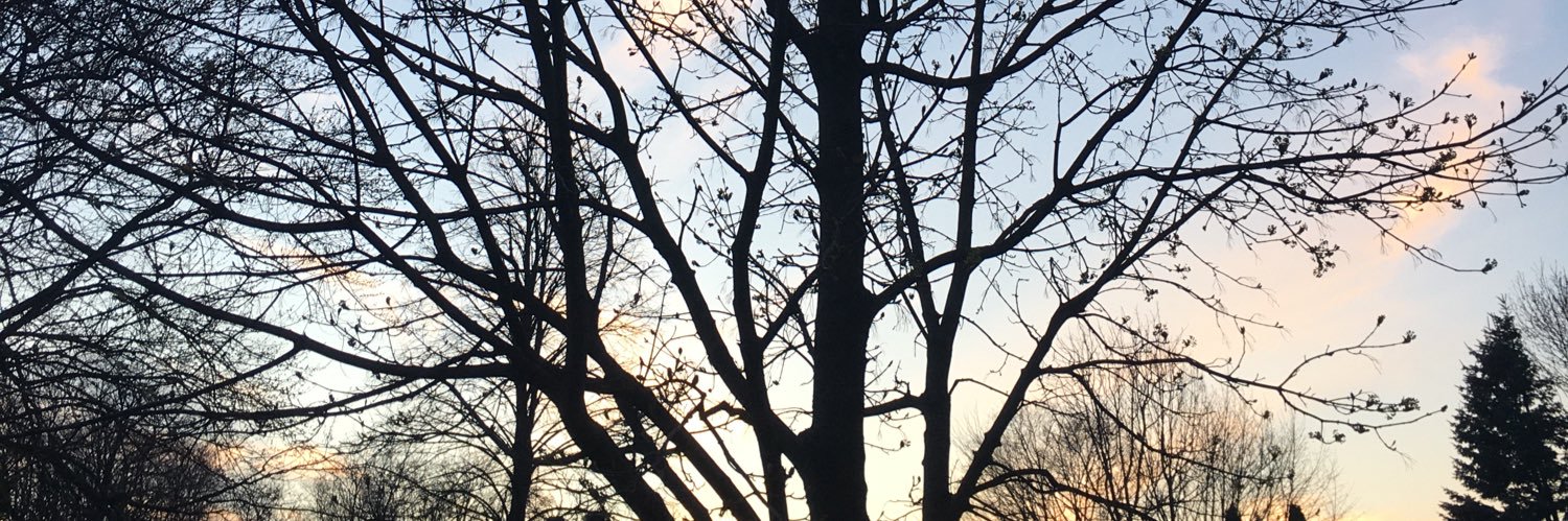 janedicarlo4's profile banner image