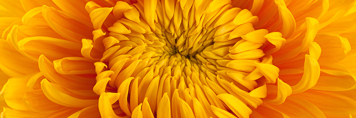 The Link, Springer Nature banner