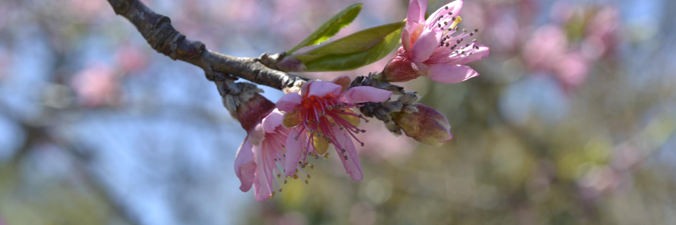 Blood, Thread, & Shears (They/Them) banner