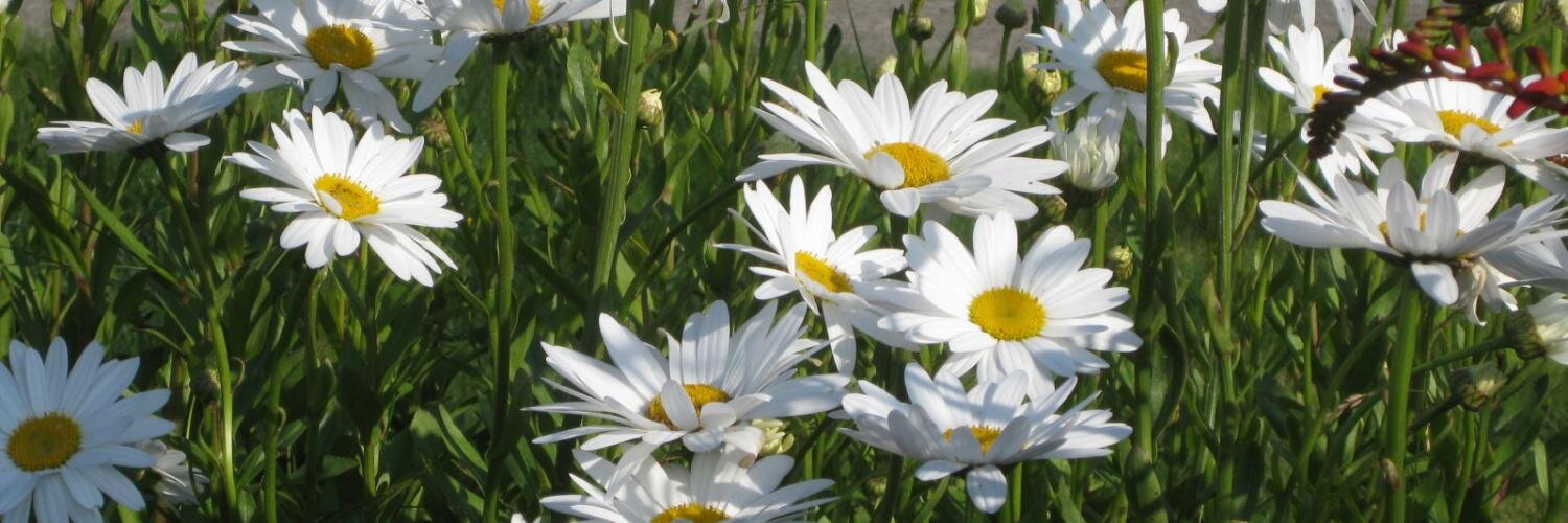 Sammyfl ✌️💕 ❄️ banner