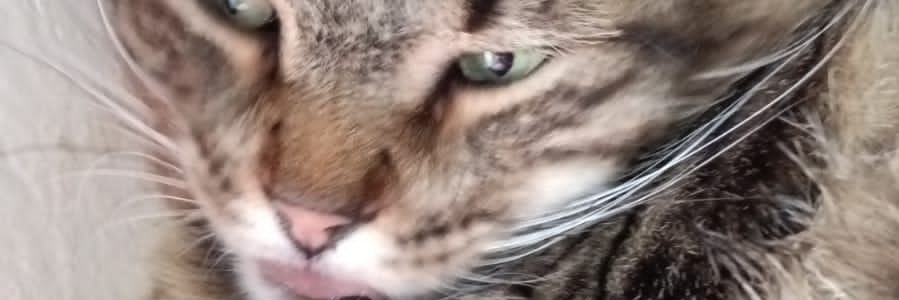 BeLiliza's profile banner image