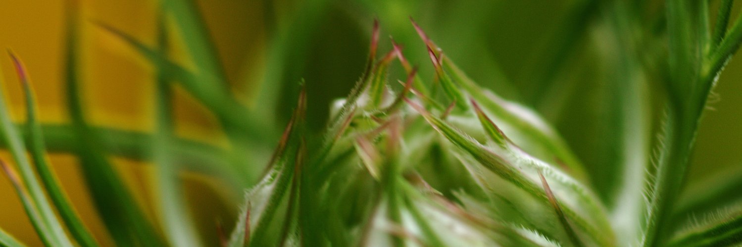 MowFolk's profile banner image