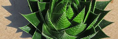 CactusShack90's profile banner image