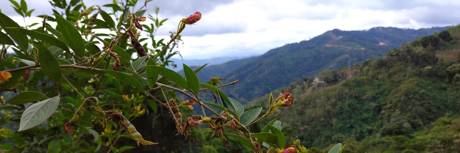 soledadlipa's profile banner image