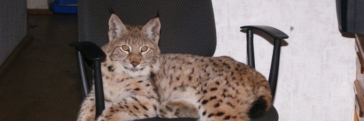 linxedin's profile banner image