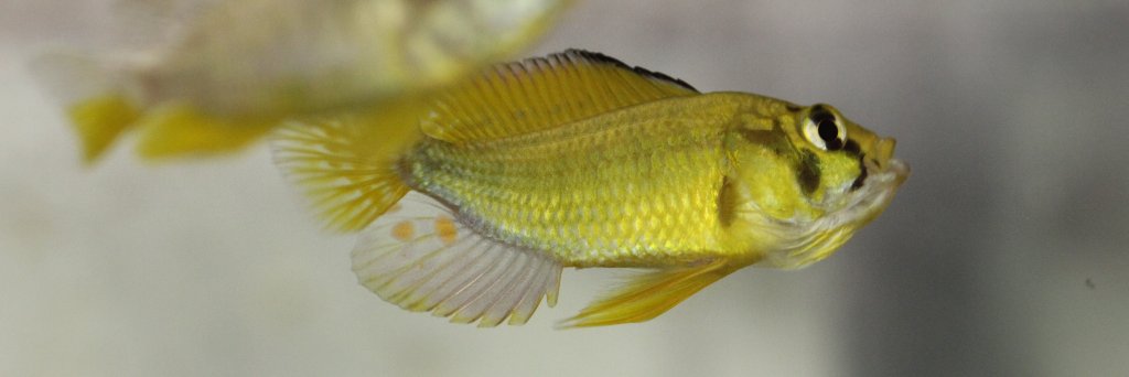 Florian Moser banner