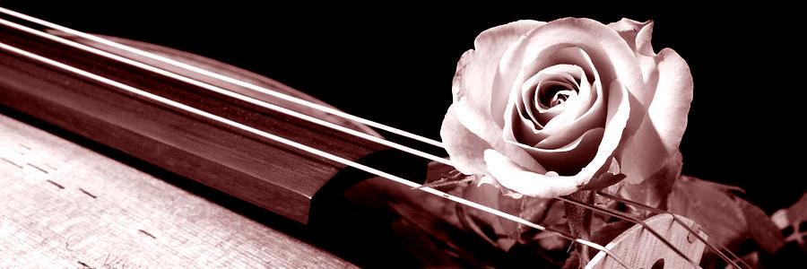 PorcelainRose_'s profile banner image