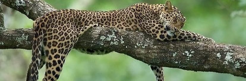 🙏🏽🌻🇧🇷🙏🏽's banner