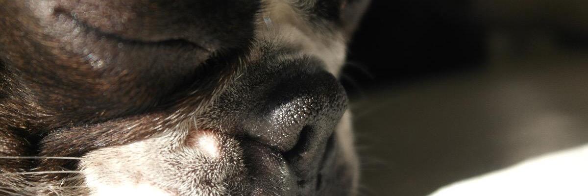 Pupol's profile banner image