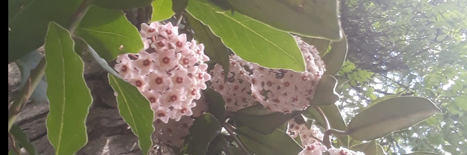 Ropincha8's profile banner image