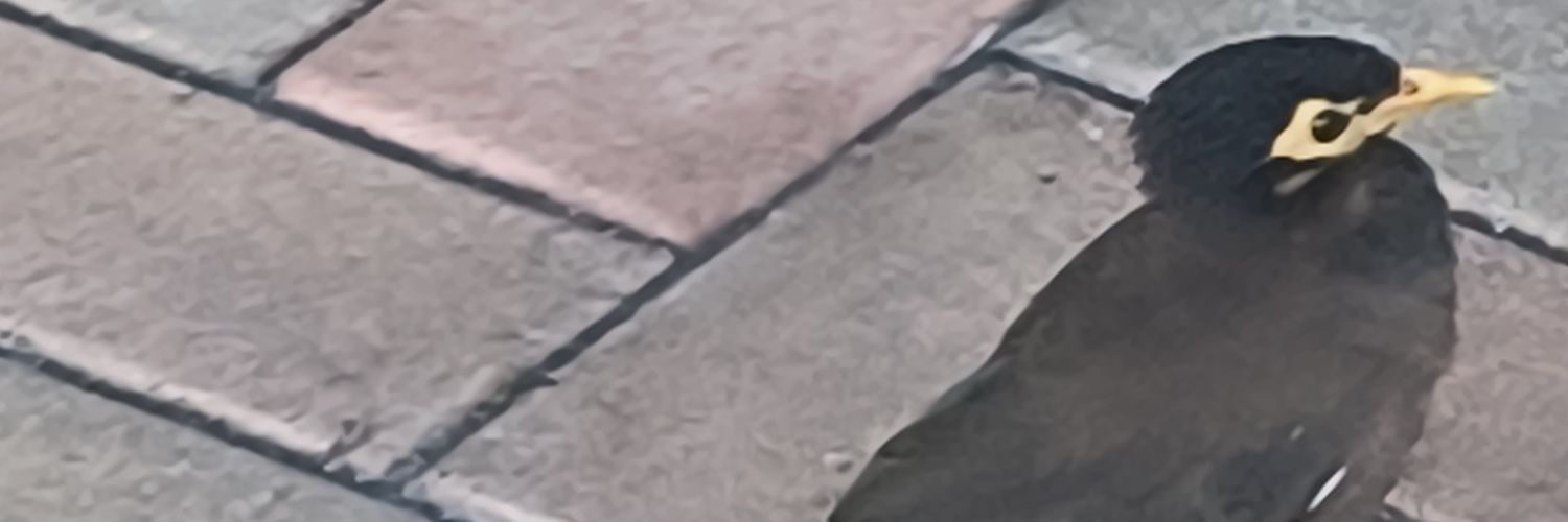 el gaita banner