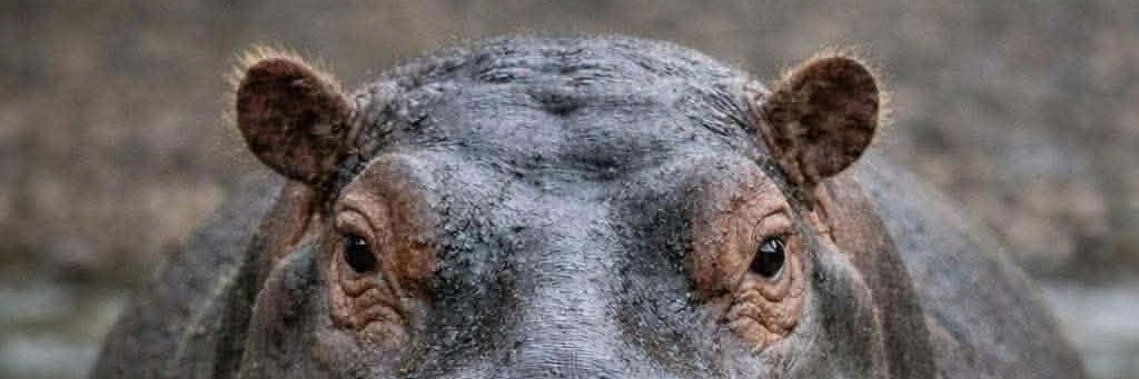 MacdaddyPC's profile banner image