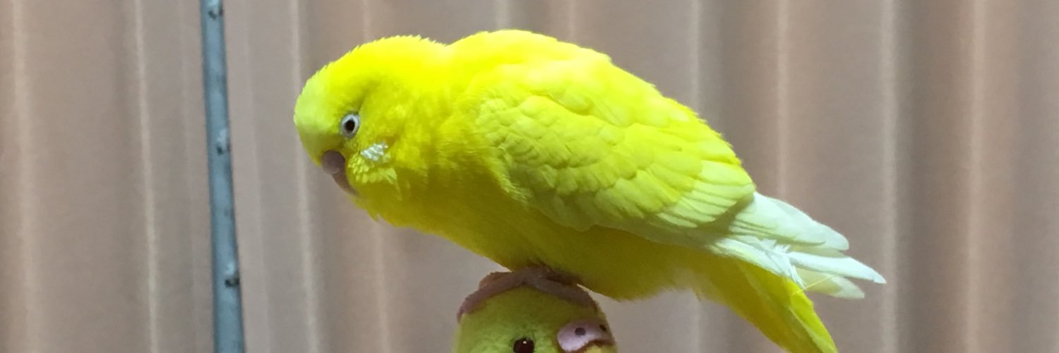 nonemasa's profile banner image
