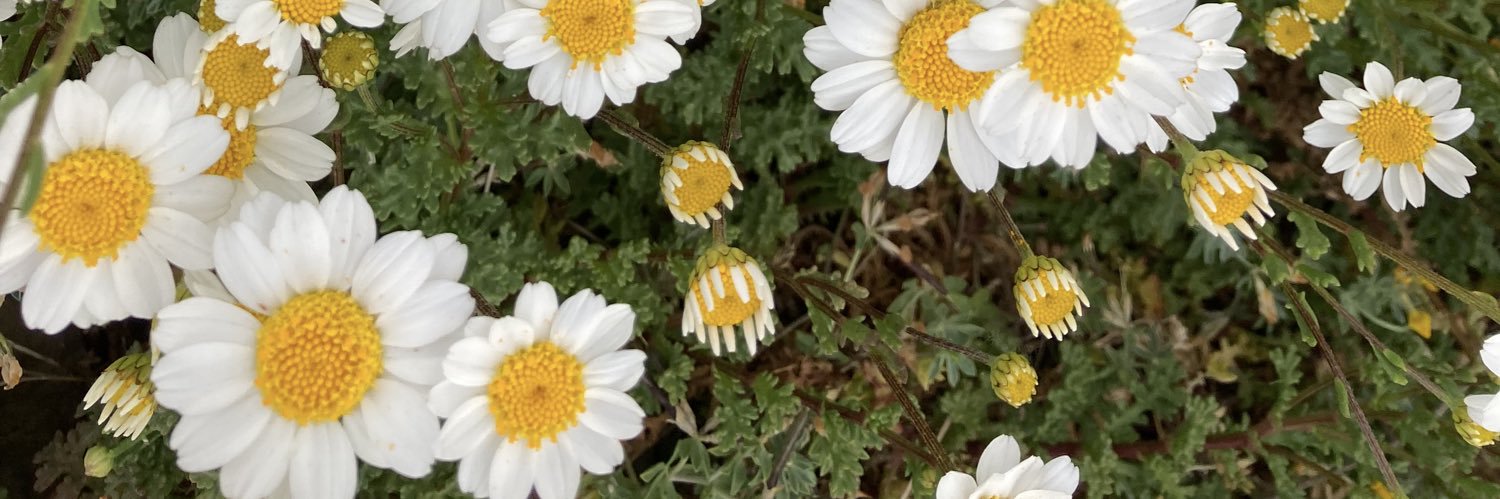 Victoria Morell Salom banner