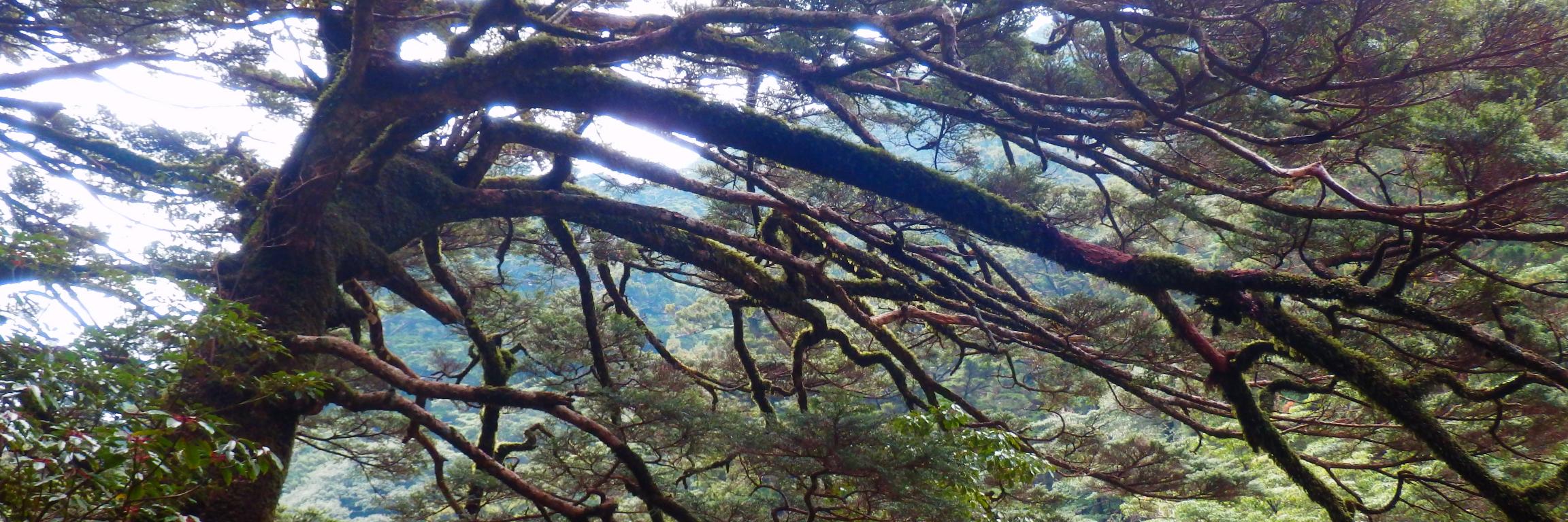 Jordan Sinclair banner