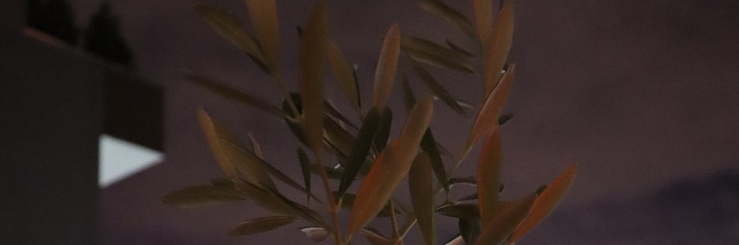 SekmenBurcu's profile banner image