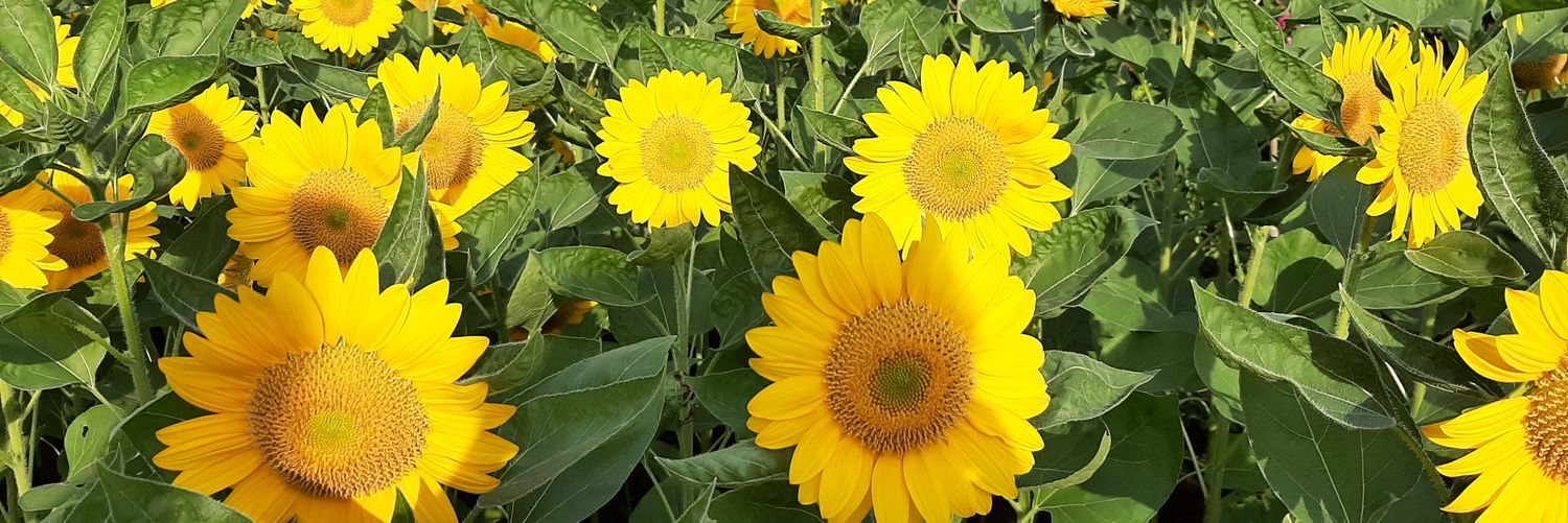 kusuma55's profile banner image