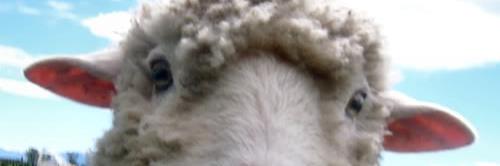 Comrade_Cheapra's profile banner image