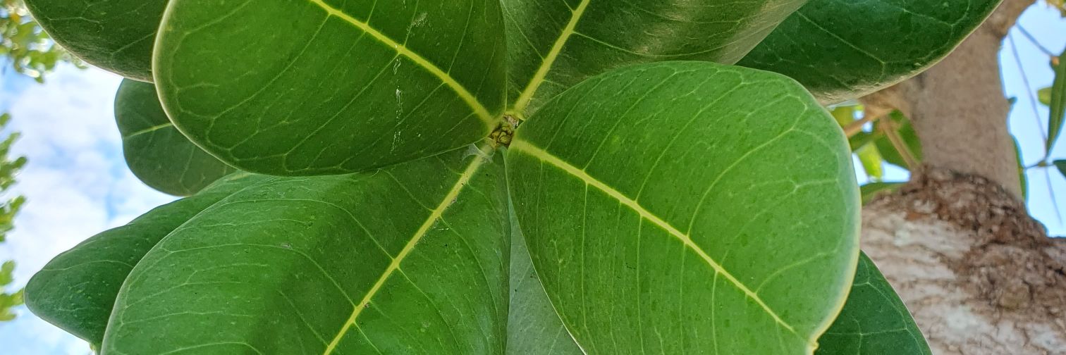 chicken grease banner