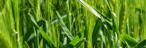 graintec Profile Banner